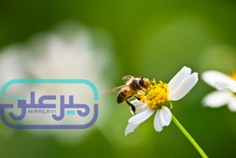 برنامه درسی رشته پرورش و تولیدات زنبور عسل و کرم ابریشم